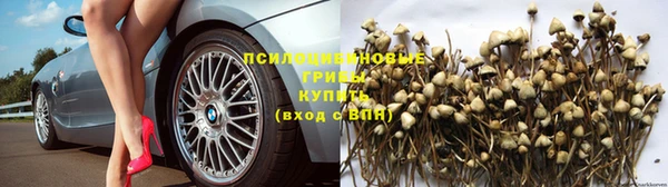 ПСИЛОЦИБИНОВЫЕ ГРИБЫ Алзамай